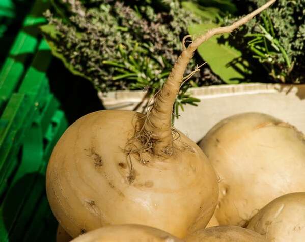 White beet